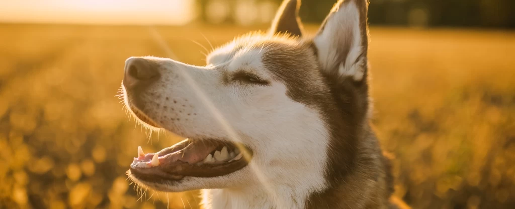 Köpeklerin Ömrü Uzatılabilir
