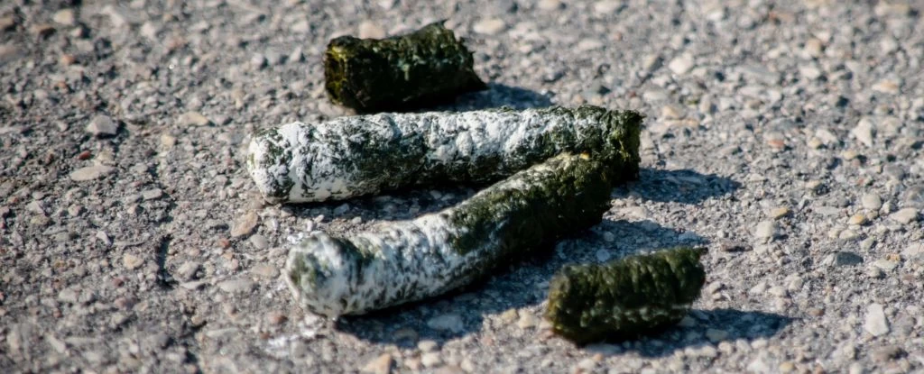 Ortaokul Öğrencisi, Kuş Dışkısında Kanserle Savaşan Yeni Bir Bileşik Keşfetti