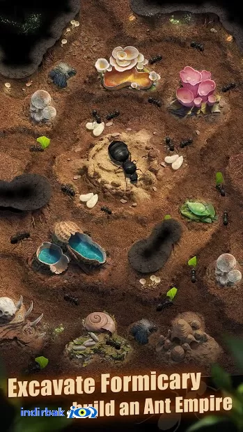 The Ants