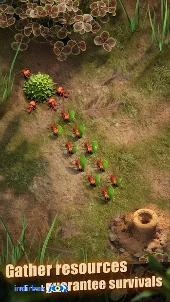The Ants