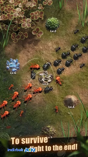 The Ants