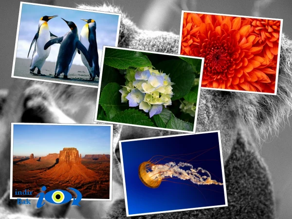 gPhotoShow Pro