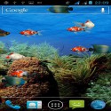 Akvaryum canlı duvar kağıdı  android için akvaryum
