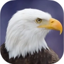 Eagle Bird Wild Life Sim Games logo