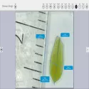 KLONK Image Measurement